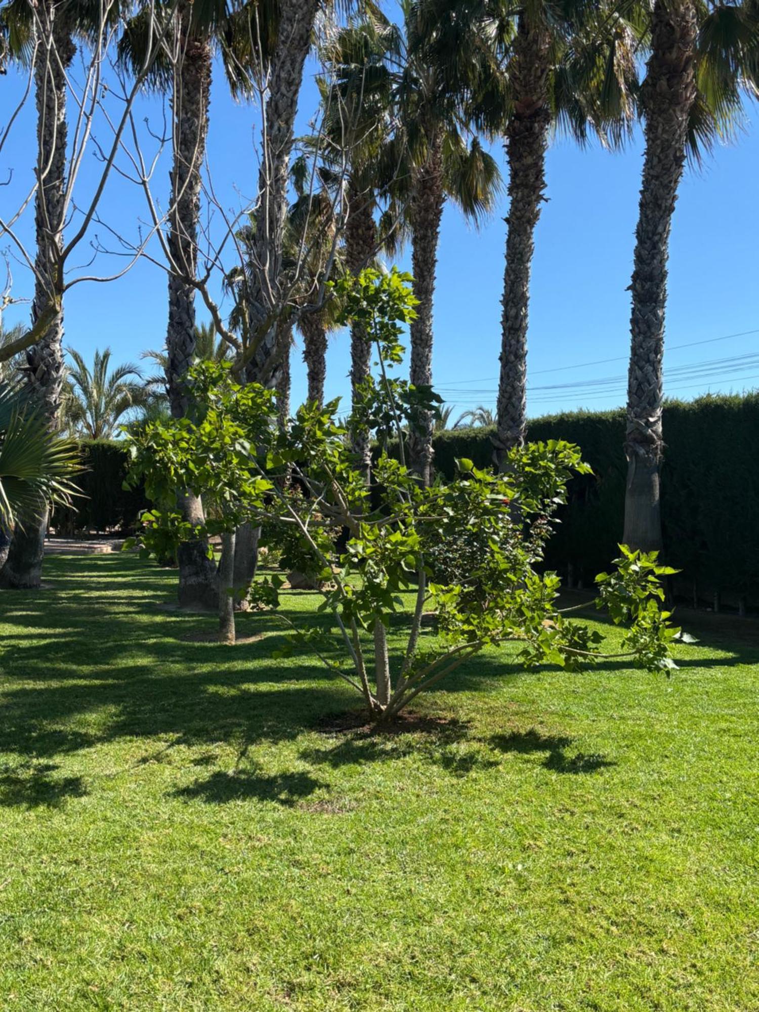 Casa Joan Villa Elche Dış mekan fotoğraf