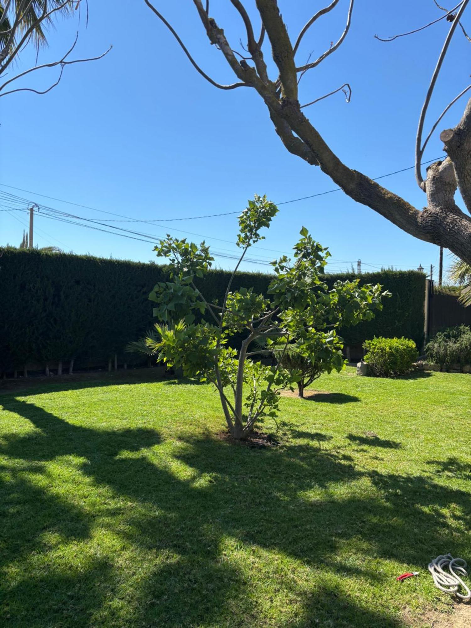 Casa Joan Villa Elche Dış mekan fotoğraf